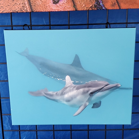 Baby dolphin